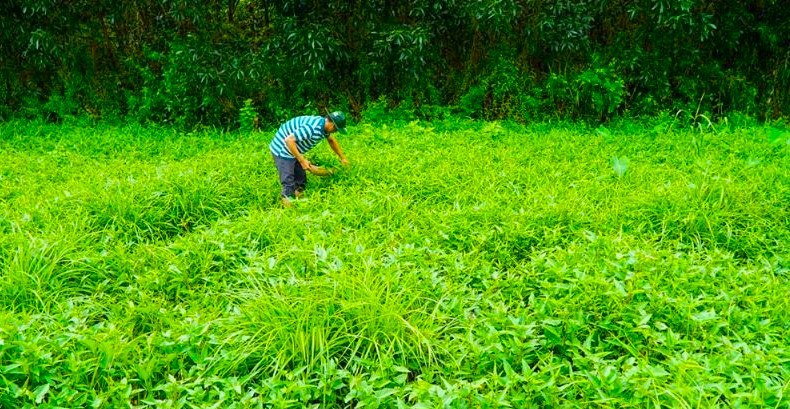 Rừng U Minh Hạ xanh ng&aacute;t m&ugrave;a sa mưa (Ho&agrave;ng Nam)