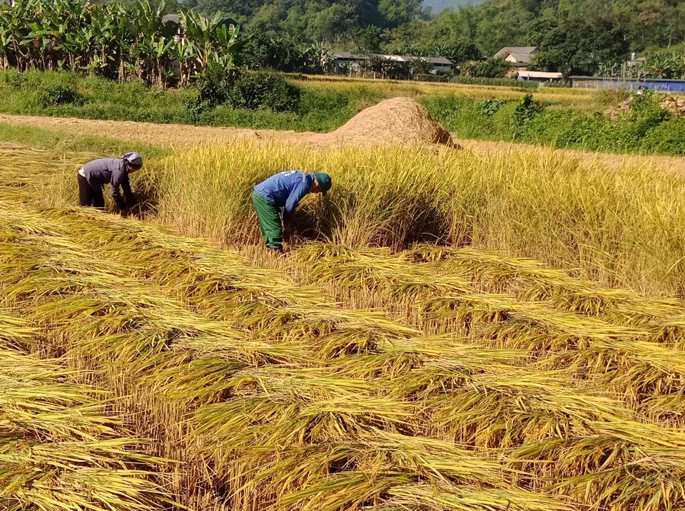 Giá lúa gạo hôm nay 15/8: giá lúa tiếp đà tăng cao. Ảnh minh họa.