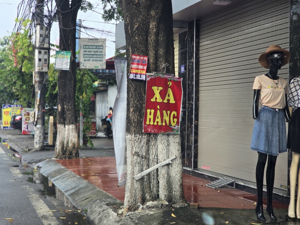 Hải Phòng: nhiều cây xanh được đeo biển “lạ” gây mất mỹ quan đường phố - Ảnh 1