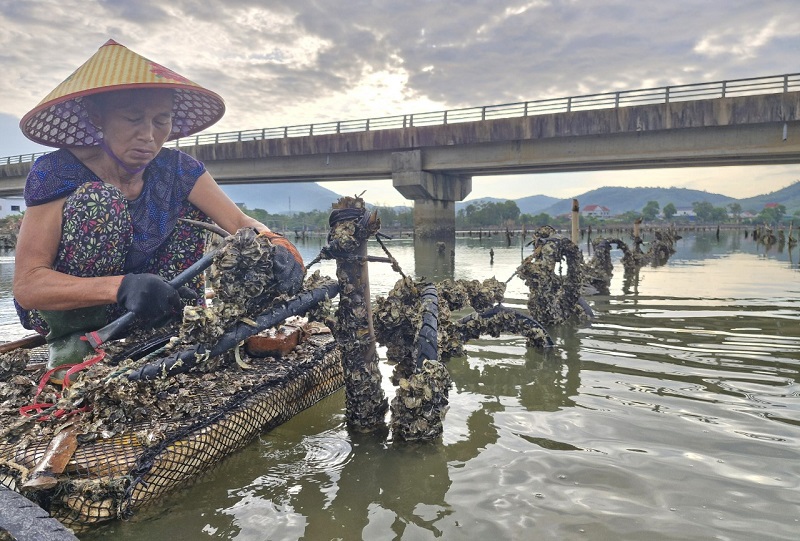 Thủy triều r&uacute;t xuống cũng l&agrave; l&uacute;c người d&acirc;n c&aacute;c x&atilde; Cẩm Lĩnh, Cẩm Trung, thị trấn Thi&ecirc;n Cầm...tranh thủ thu hoạch h&agrave;u b&aacute;n ra thị trường