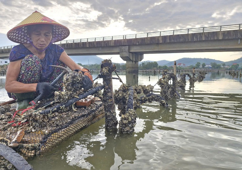 B&agrave; Nguyễn Thị K&iacute;nh ở x&atilde; Cẩm Trung tập trung thu hoạch h&agrave;u tr&ecirc;n s&ocirc;ng R&aacute;c