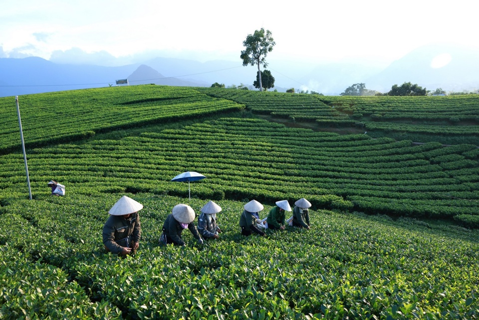 N&ocirc;ng d&acirc;n v&ugrave;ng ch&egrave; La Bằng, Đại Từ, Th&aacute;i Nguy&ecirc;n h&aacute;i ch&egrave; xanh để cung cấp cho C&ocirc;ng ty T&acirc;n Hiệp Ph&aacute;t sản xuất Tr&agrave; Xanh Kh&ocirc;ng Độ.