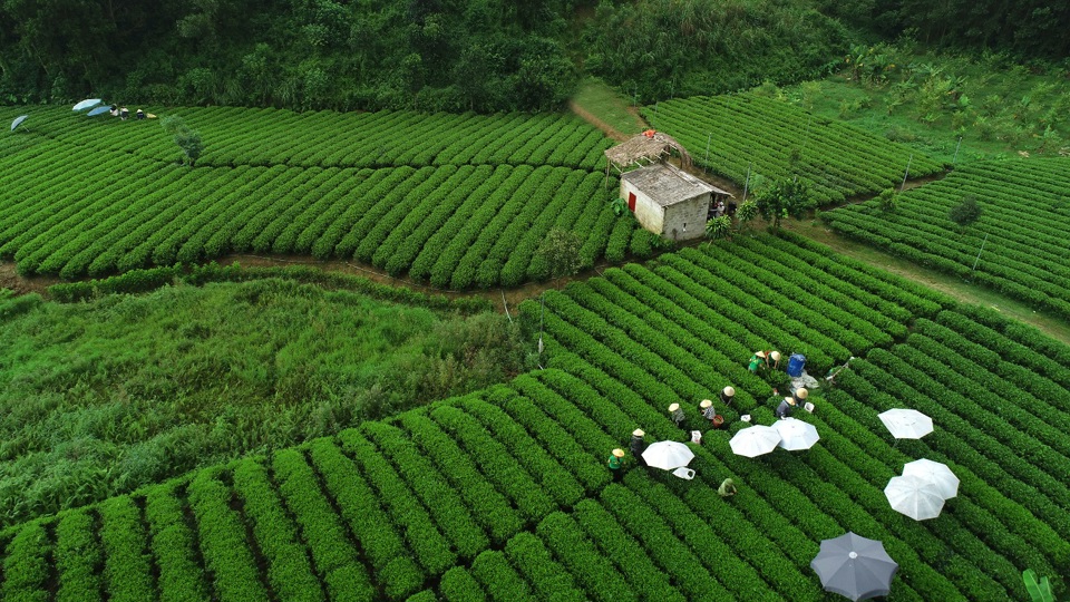 Người d&acirc;n x&atilde; Khe Mo, huyện Đồng Hỷ, Th&aacute;i Nguy&ecirc;n thu hoạch l&aacute; ch&egrave; xanh để cung cấp cho C&ocirc;ng ty T&acirc;n Hiệp Ph&aacute;t.