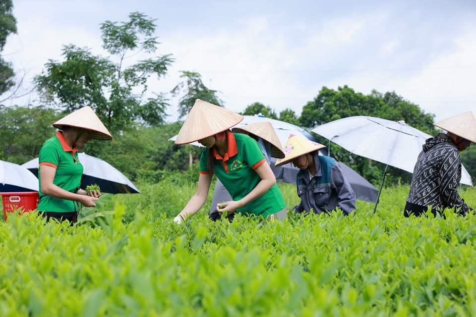 Chị Thảo c&ugrave;ng người d&acirc;n x&oacute;m Ao R&ocirc;m 1, x&atilde; Khe Mo, huyện Đồng Hỷ, Th&aacute;i Nguy&ecirc;n thu hoạch ch&egrave; v&agrave;o s&aacute;ng sớm. Đ&acirc;y l&agrave; thời điểm thu hoạch ch&egrave; cho chất lượng ngon nhất trong ng&agrave;y.