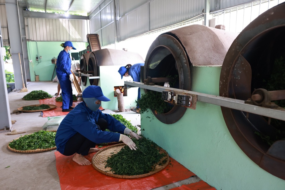 Sau khi hong kh&ocirc;, l&aacute; ch&egrave; được đưa v&agrave;o l&ograve; diệt men hay c&ograve;n gọi l&agrave; ốp ch&egrave; để đảm bảo nguy&ecirc;n liệu tươi ngon nhất.