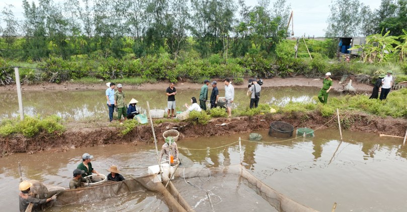 Người d&acirc;n tự nguyện thu hoạch thủy sản, b&agrave;n giao đất cho ch&iacute;nh quyền để triển khai c&aacute;c dự &aacute;n tại khu vực Cồn Xanh. Ảnh: Viết Dư