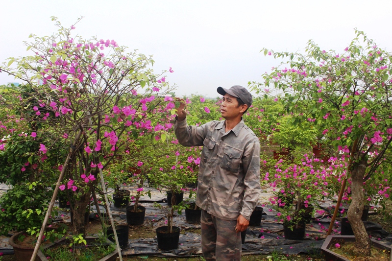 Nghề trồng hoa giấy mang lại thu nhập kh&aacute; cho n&ocirc;ng d&acirc;n x&atilde; Ph&ugrave; Đổng, huyện Gia L&acirc;m. Ảnh: &Aacute;nh Ngọc&nbsp;