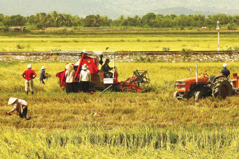 Gi&aacute; l&uacute;a gạo h&ocirc;m nay 23/8: tăng giảm tr&aacute;i chiều. Ảnh minh họa.