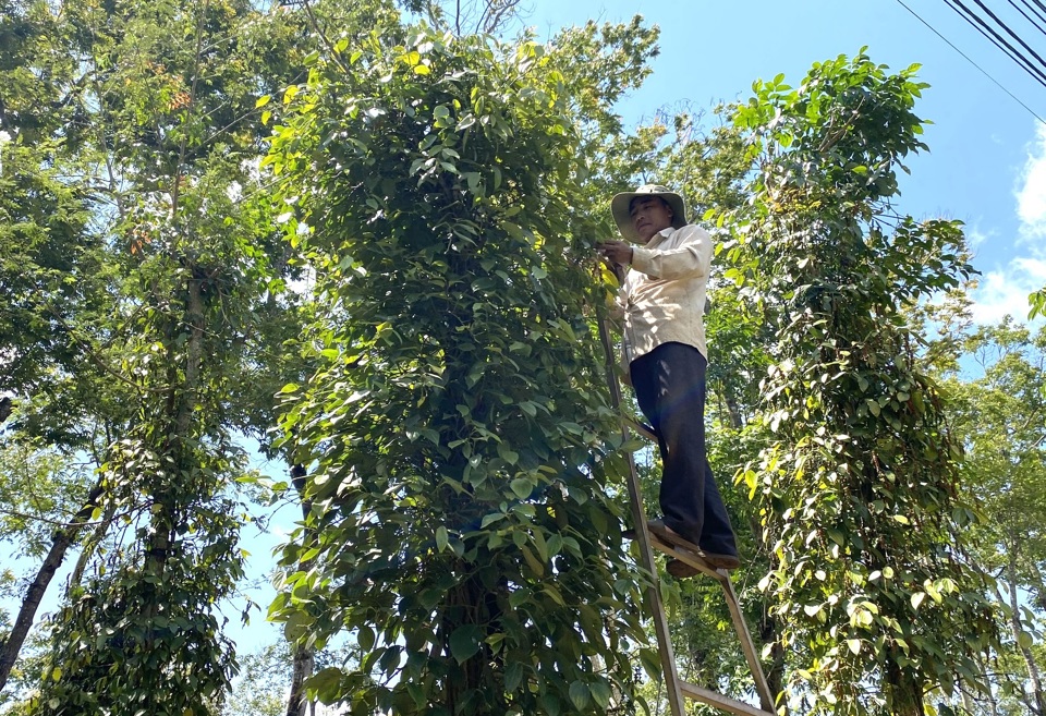 Gi&aacute; ti&ecirc;u h&ocirc;m nay 24/8: c&aacute;c nước Đ&ocirc;ng Nam &Aacute; tăng, Trung Quốc-Ấn Độ giảm