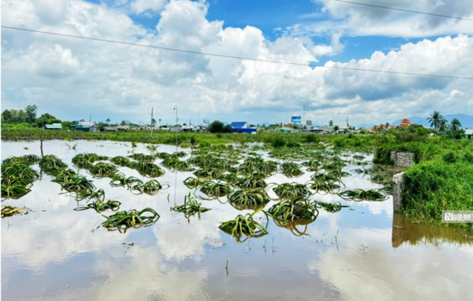 C&aacute;c vườn thanh long ngập trong nước biển.