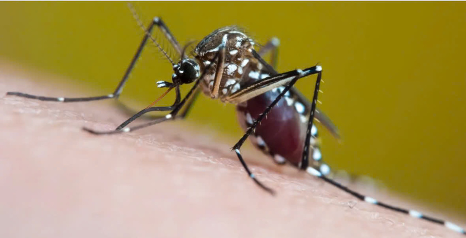 Muỗi Aedes aegypti cực độc. Ảnh: Joao Paulo Burini