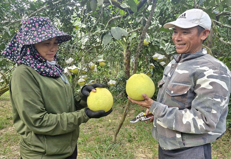 X&atilde; H&agrave; Linh l&agrave; v&ugrave;ng thấp trũng, dễ bị ngập lụt.V&igrave; vậy, khi quả bưởi ch&iacute;n mọng gia đ&igrave;nh chị Nguyễn Thị Mỹ đ&atilde; tập trung thu hoạch, ước t&iacute;nh với 4 s&agrave;o bưởi Ph&uacute;c Trạch sẽ cho thu nhập khoảng gần 100 triệu đồng