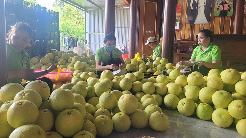 Bưởi Ph&uacute;c Trạch ở huyện Hương Kh&ecirc; l&agrave; sản phẩm OCOP 3 sao, được thị trường khắp nơi ưa chuộng. Do vậy, c&aacute;c doanh nghiệp, cơ sở thu mua đều chủ động nguồn h&agrave;ng với số lượng lớn để kinh doanh, n&acirc;ng cao gi&aacute; trị kinh tế