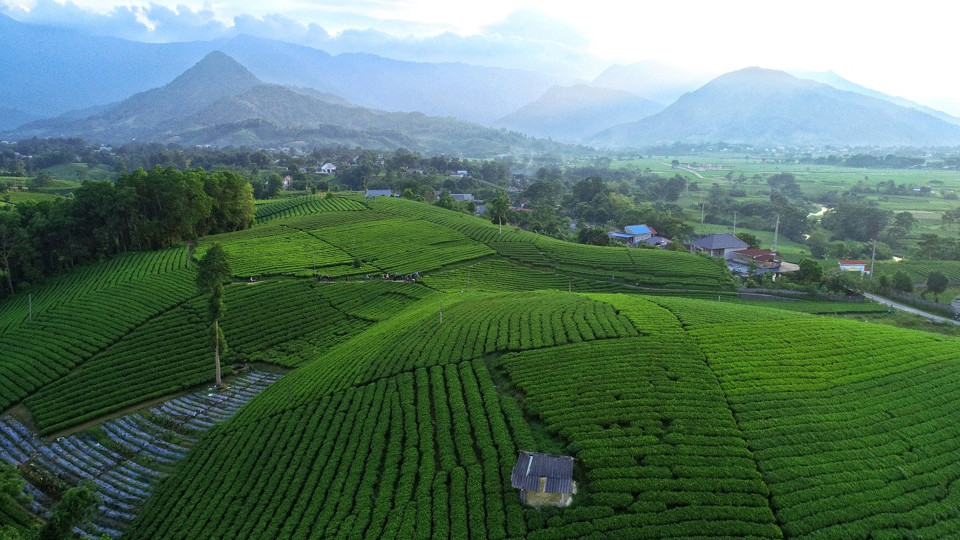 Những đồi ch&egrave; xanh bạt ng&agrave;n tại x&atilde; Bản Ngoại, huyện Đại Từ, Th&aacute;i Nguy&ecirc;n l&agrave; một trong những nơi cung cấp nguy&ecirc;n liệu để sản xuất Tr&agrave; Xanh Kh&ocirc;ng Độ.