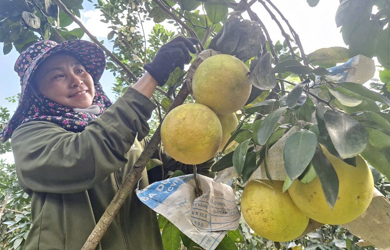 Thời điểm n&agrave;y, người trồng bưởi đang bước v&agrave;o kỳ thu hoạch rộ để b&aacute;n ra thị trường, ph&ograve;ng ngừa thiệt hại do thi&ecirc;n tai, b&atilde;o lũ g&acirc;y ra