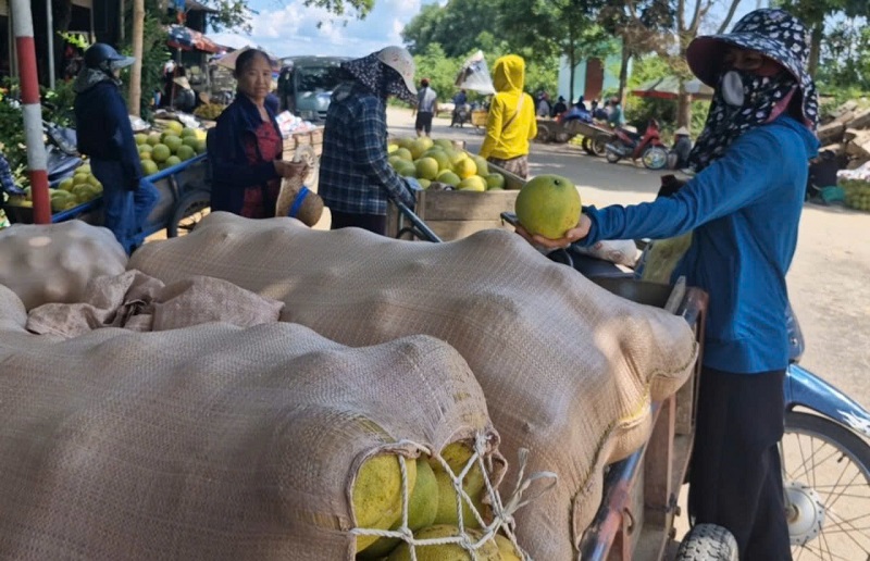 Đại diện l&atilde;nh đạo huyện Hương Kh&ecirc; cho biết, ước t&iacute;nh năm nay sản lượng bưởi đạt 23.000 tấn, gi&aacute; trị sản xuất khoảng 640 tỷ đồng. Ch&iacute;nh quyền c&aacute;c cấp, c&aacute;c tổ chức đo&agrave;n thể thường xuy&ecirc;n tuy&ecirc;n truyền, hỗ trợ, kết nối ti&ecirc;u thụ sản phẩm, n&acirc;ng cao hiệu quả kinh tế cho người d&acirc;n gắn b&oacute; với c&acirc;y bưởi Ph&uacute;c Trạch