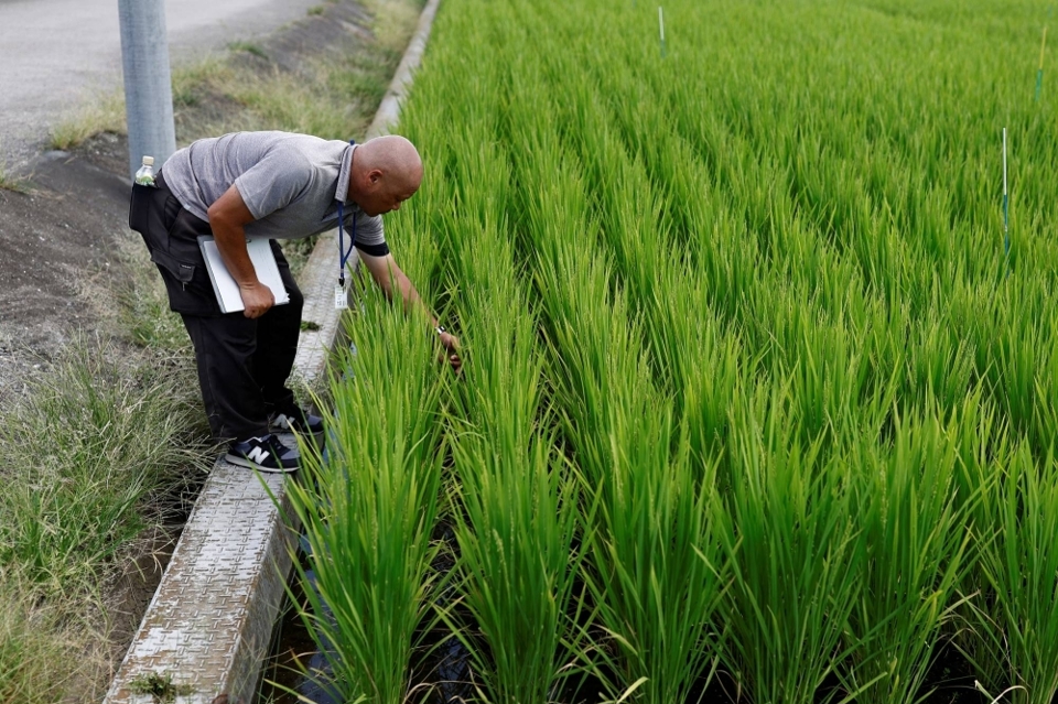 Mẫu l&uacute;a chịu nhiệt mới đang được ph&aacute;t triển tại Kumagaya,. Ảnh: REUTERS