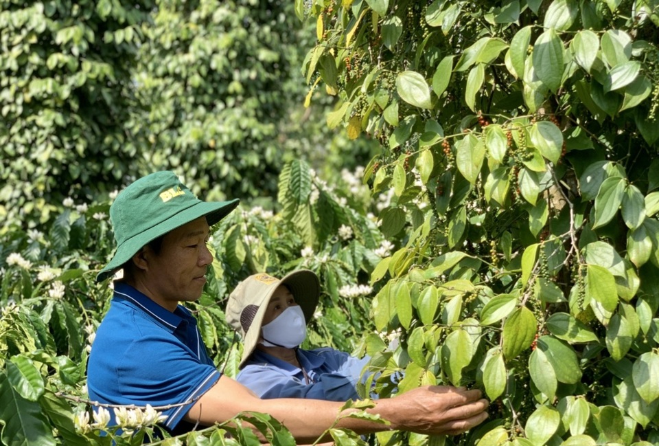 Giá tiêu hôm nay 29/8: giá tiêu Việt Nam xuất khẩu bất ngờ tăng mạnh