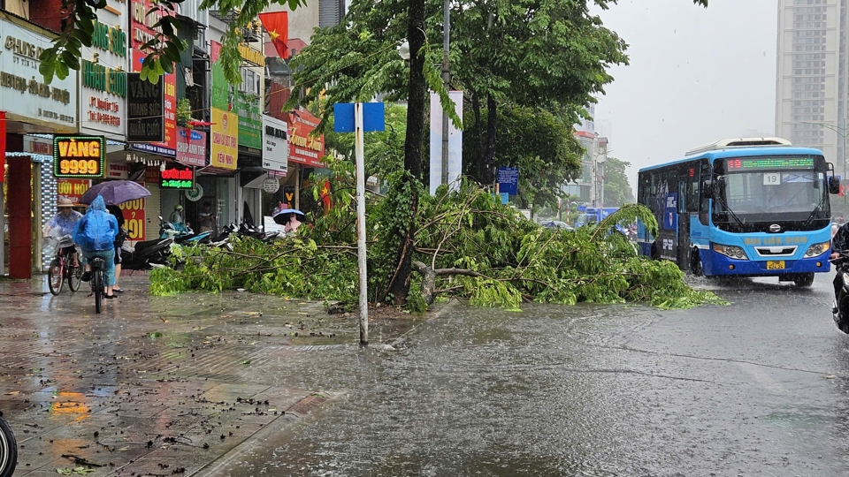 C&acirc;y xanh g&atilde;y c&agrave;nh, đổ xuống l&ograve;ng đường.