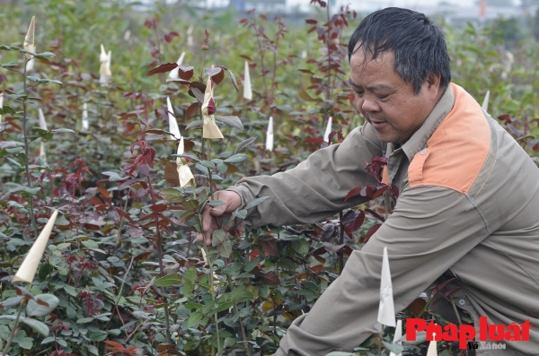 Người n&ocirc;ng d&acirc;n thủ phủ hoa M&ecirc; Linh (H&agrave; Nội) thu hoạch hoa hồng để cung ứng ra thị trường. Ảnh: Kh&aacute;nh Huy &nbsp;