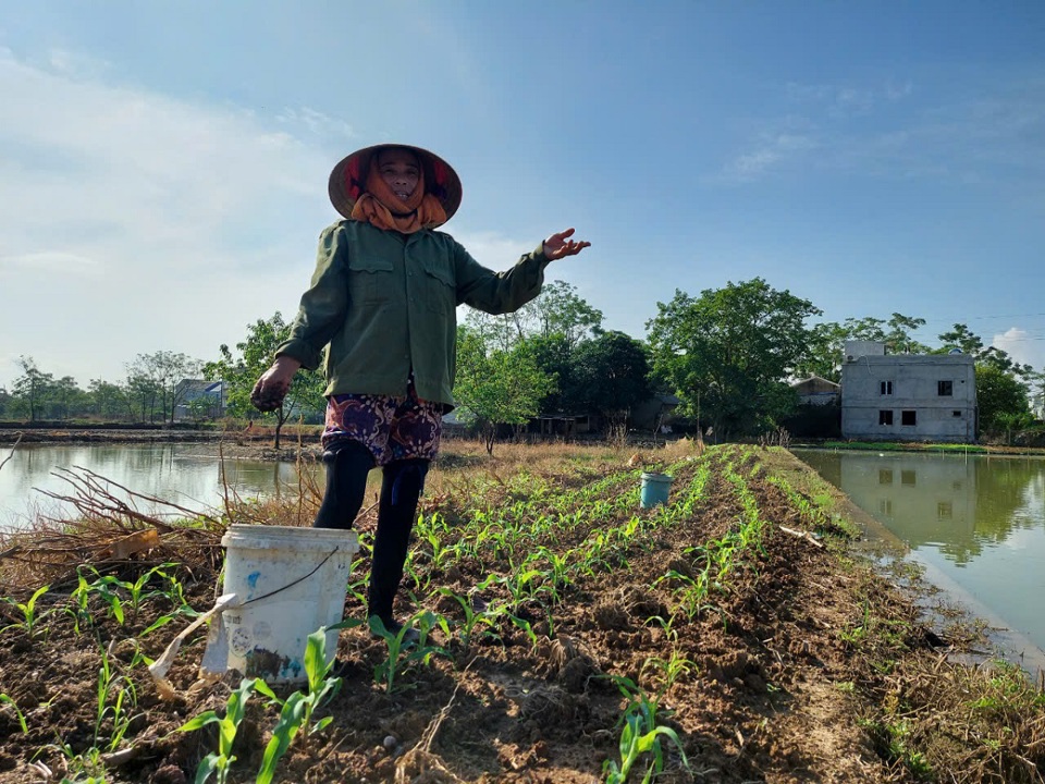 B&agrave; Nguyễn Thị Tuyến (th&ocirc;n Hạnh Bồ, x&atilde; Nam Phương Tiến) đang chăm s&oacute;c đ&aacute;m ng&ocirc; mới xuống giống.