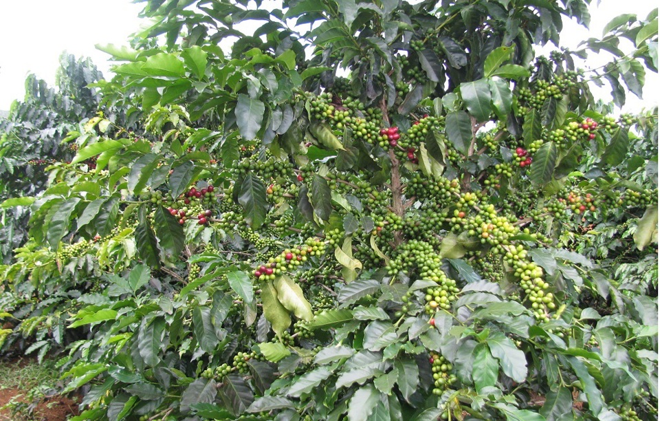 Giá cà phê hôm nay 31/8: Robusta tăng, có lúc vượt kỷ lục trên 5.000 USD/tấn