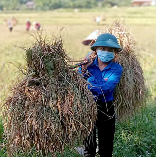 Gi&aacute; l&uacute;a gạo h&ocirc;m nay 31/8: gi&aacute; gạo xuất khẩu giảm mạnh. Ảnh minh họa.