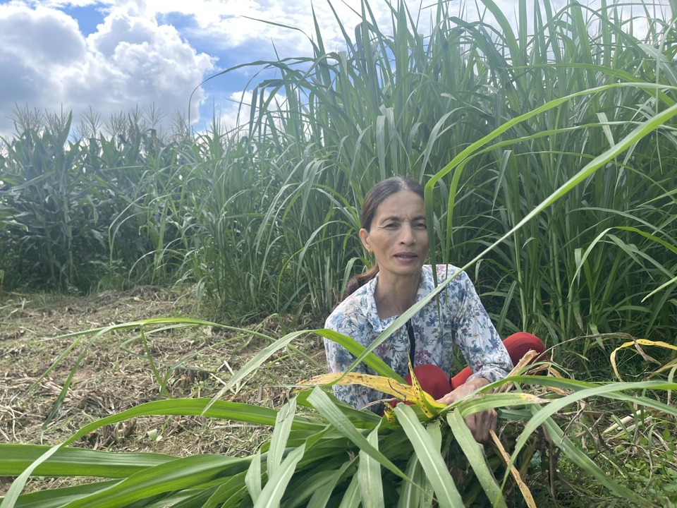 D&ugrave; mắc bệnh tim nhưng chị Phan Thị Lang lu&ocirc;n nỗ lực lao động để tho&aacute;t ngh&egrave;o.