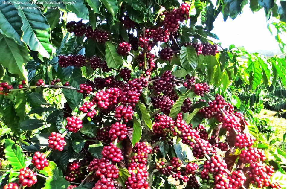 Gi&aacute; c&agrave; ph&ecirc; h&ocirc;m nay 4/9: Robusta hồi phục, thu hẹp khoảng c&aacute;ch với Arabica