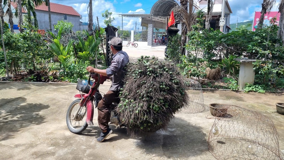 Thương l&aacute;i thu mua cau tận vườn.