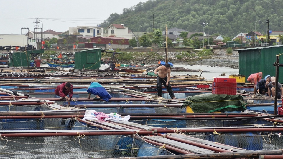 Tại phường Nghi T&acirc;n v&agrave; Nghi Thủy, thị x&atilde; Cửa L&ograve; c&oacute; 55 b&egrave; nu&ocirc;i c&aacute; lồng đ&atilde; được c&aacute;c hộ d&acirc;n di chuyển tới khu vực an to&agrave;n, đồng thời tổ chức gia cố để bảo đảm kh&ocirc;ng bị thiệt hại khi mưa lũ.