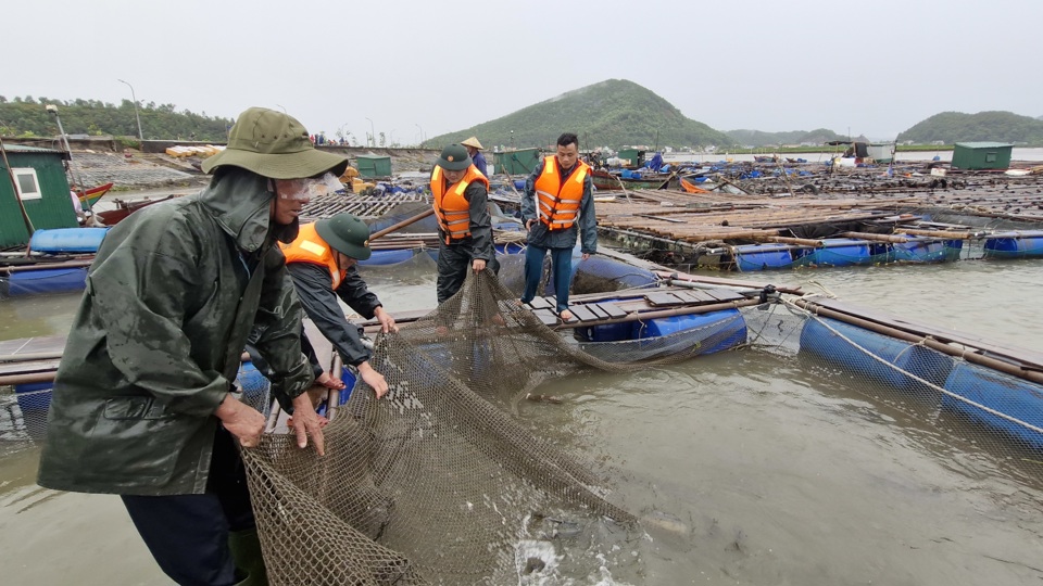 Người d&acirc;n c&ugrave;ng lực lượng chiến sỹ Bi&ecirc;n ph&ograve;ng tổ chức di dời c&aacute;c lồng c&aacute;, gia cố v&agrave; thực hiện di dời người khỏi khu vực mất an to&agrave;n.