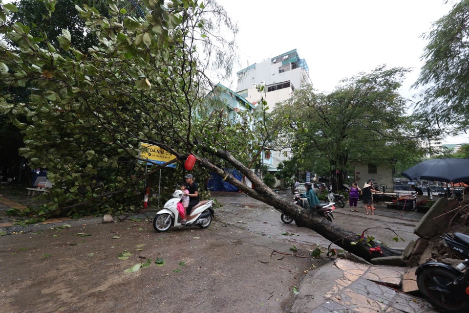 C&acirc;y đổ chắn ngang đường ở phố T&acirc;n Triều. Ảnh: Ngọc T&uacute;