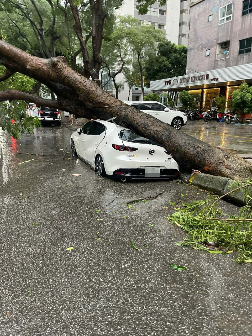 C&acirc;y xanh đổ v&agrave;o xe &ocirc; t&ocirc;. Ảnh: CCHN