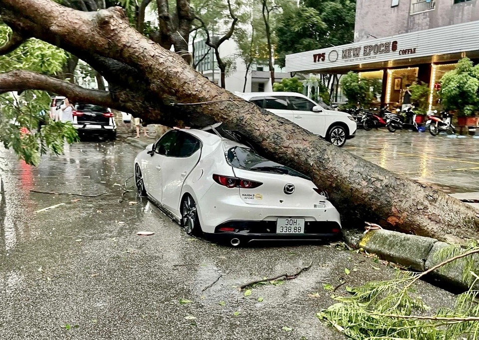 Một &ocirc; t&ocirc; bị c&acirc;y xanh g&atilde;y, đổ đ&egrave; tr&uacute;ng.