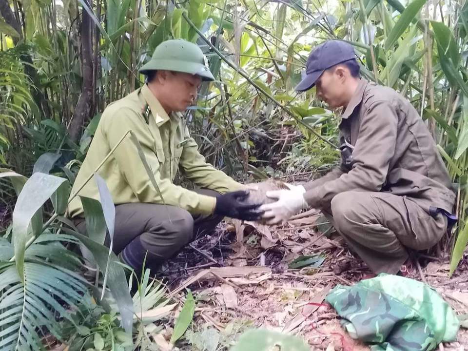 Việc đặt bẫy săn bắt th&uacute; rừng l&agrave; h&agrave;nh vi vi phạm ph&aacute;p luật, trong hai năm qua Vườn quốc gia P&ugrave; M&aacute;t đ&atilde; tuần tra, th&aacute;o gỡ gần 6.000 bẫy th&uacute; rừng.