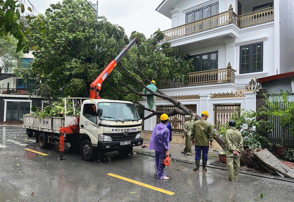 Cưa cắt c&acirc;y&nbsp;đổ v&agrave;o c&aacute;c c&ocirc;ng tr&igrave;nh.