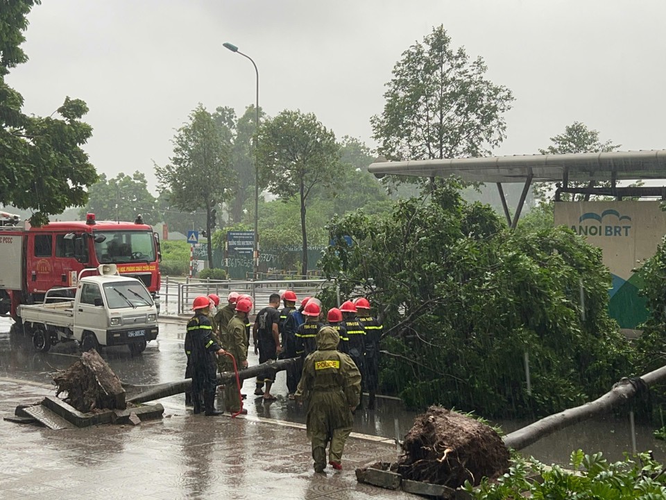 Hai c&acirc;y to bật gốc&nbsp;