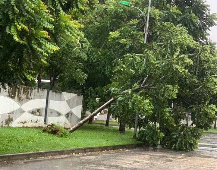 C&acirc;y bật gốc tại quận Ho&agrave;ng Mai - Ảnh: VGP/Th&uacute;y H&agrave;