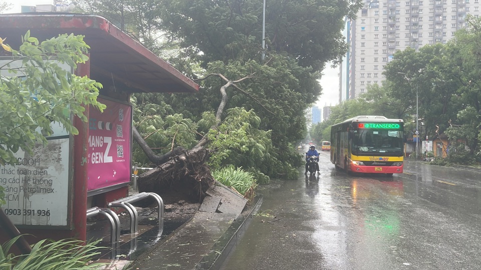 Phố Th&aacute;i H&agrave; c&acirc;y xanh đổ gẫy trong khu vực nh&agrave; chờ xe bu&yacute;t.