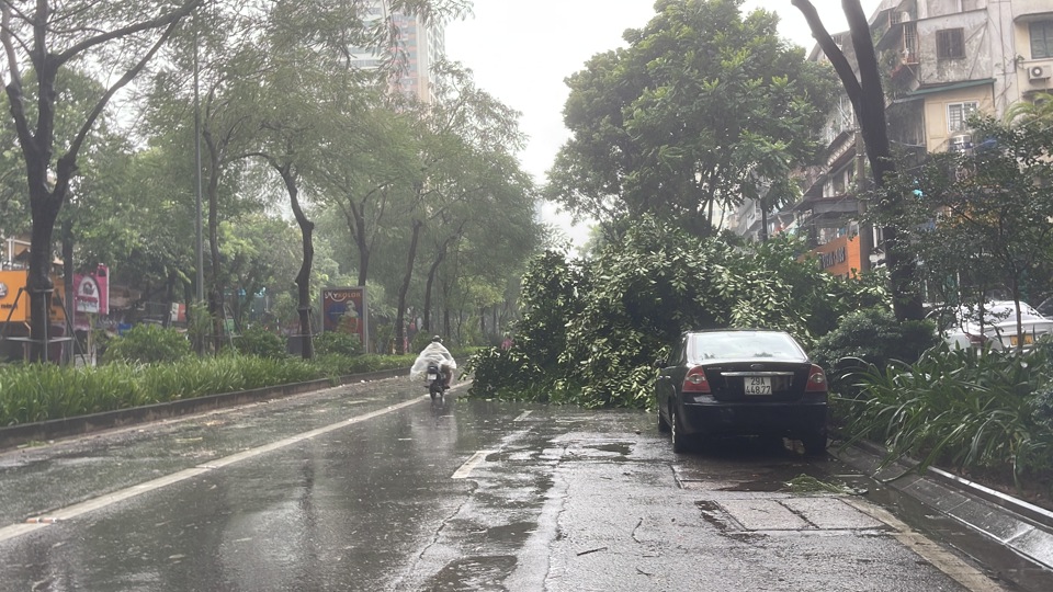 H&agrave;ng loạt c&acirc;y xanh đổ gẫy tr&ecirc;n đường L&aacute;ng Hạ.