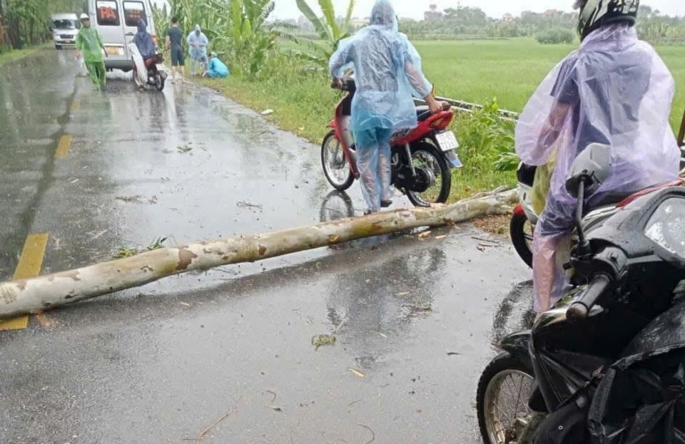 C&acirc;y bạch đ&agrave;n b&ecirc;n đường tỉnh 392 bất ngờ đổ tr&uacute;ng người đ&agrave;n &ocirc;ng đang đi xe m&aacute;y tr&ecirc;n đường dẫn tới tử vong