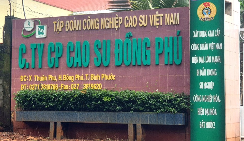 Công ty CP cao su Đồng Phú.