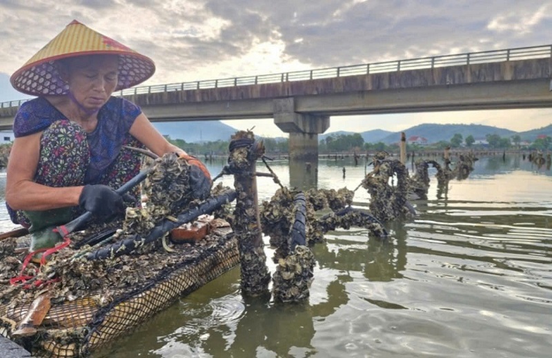 B&agrave; Nguyễn Thị K&iacute;nh ở x&atilde; Cẩm Trung thu hoạch h&agrave;u tr&ecirc;n s&ocirc;ng R&aacute;c