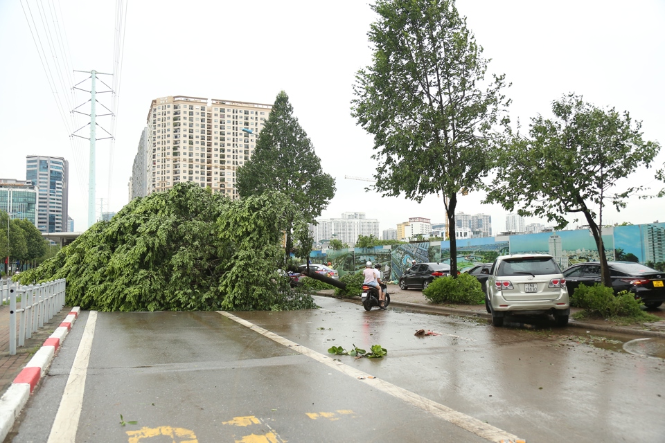 C&acirc;y đổ ngang đường Tố Hữu, người d&acirc;n phải di chuyển tr&ecirc;n viả h&egrave;.