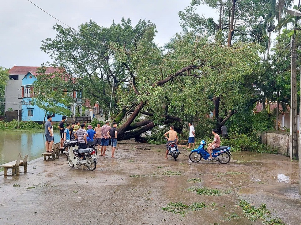 Người d&acirc;n th&ocirc;n Y&ecirc;n Tr&igrave;nh, x&atilde; Ho&agrave;ng Văn Thụ dọn dẹp c&acirc;y đổ, bảo đảm giao th&ocirc;ng th&ocirc;ng suốt (ảnh chụp trưa 8/9).