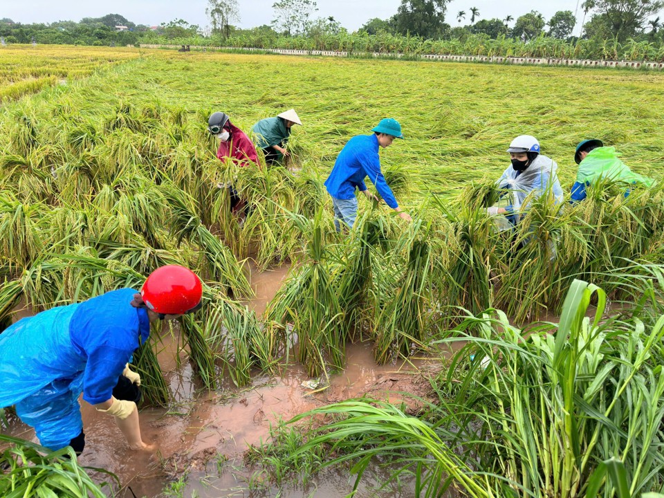 Đo&agrave;n vi&ecirc;n thanh ni&ecirc;n huyện Ph&uacute;c Thọ gi&uacute;p người d&acirc;n dựng lại diện t&iacute;ch l&uacute;a bị đổ sau cơn b&atilde;o&nbsp;