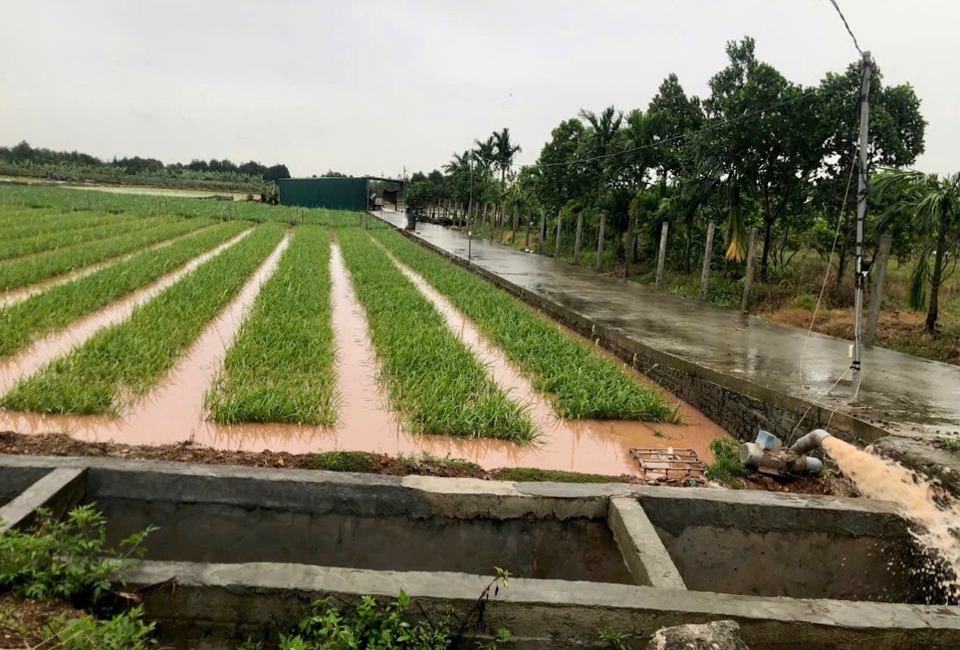 C&ugrave;ng với t&igrave;nh trạng c&acirc;y xanh g&atilde;y, đổ, tại huyện Ph&uacute;c Thọ cũng c&oacute; h&agrave;ng trăn h&eacute;c-ta c&acirc;y trồng, chủ yếu l&agrave; l&uacute;a v&agrave; c&acirc;y ăn quả ngắn ng&agrave;y bị ngập &uacute;ng. Hiện, nhiều trạm bơm đang được vận h&agrave;nh để ti&ecirc;u &uacute;ng cho c&acirc;y trồng.