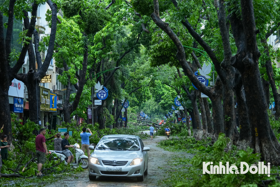 Tuyến phố Phan Đ&igrave;nh Ph&ugrave;ng (quận Ba Đ&igrave;nh) ngổn ngang c&acirc;y đổ dọc 2 b&ecirc;n đường.