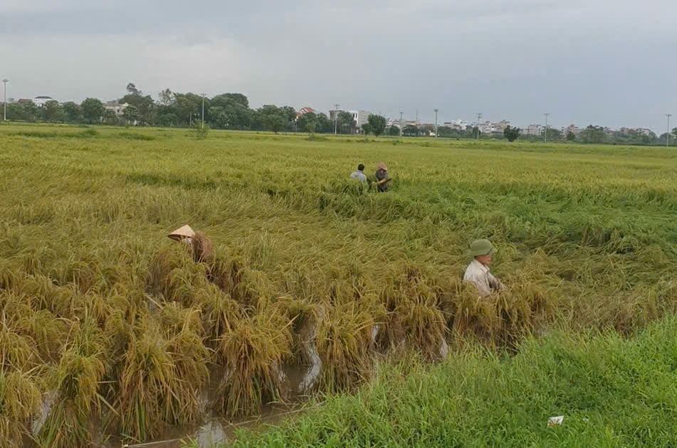 Phụ nữ Ph&uacute; Xuy&ecirc;n hỗ trợ người d&acirc;n khắc phục hậu quả tr&ecirc;n ruộng l&uacute;a